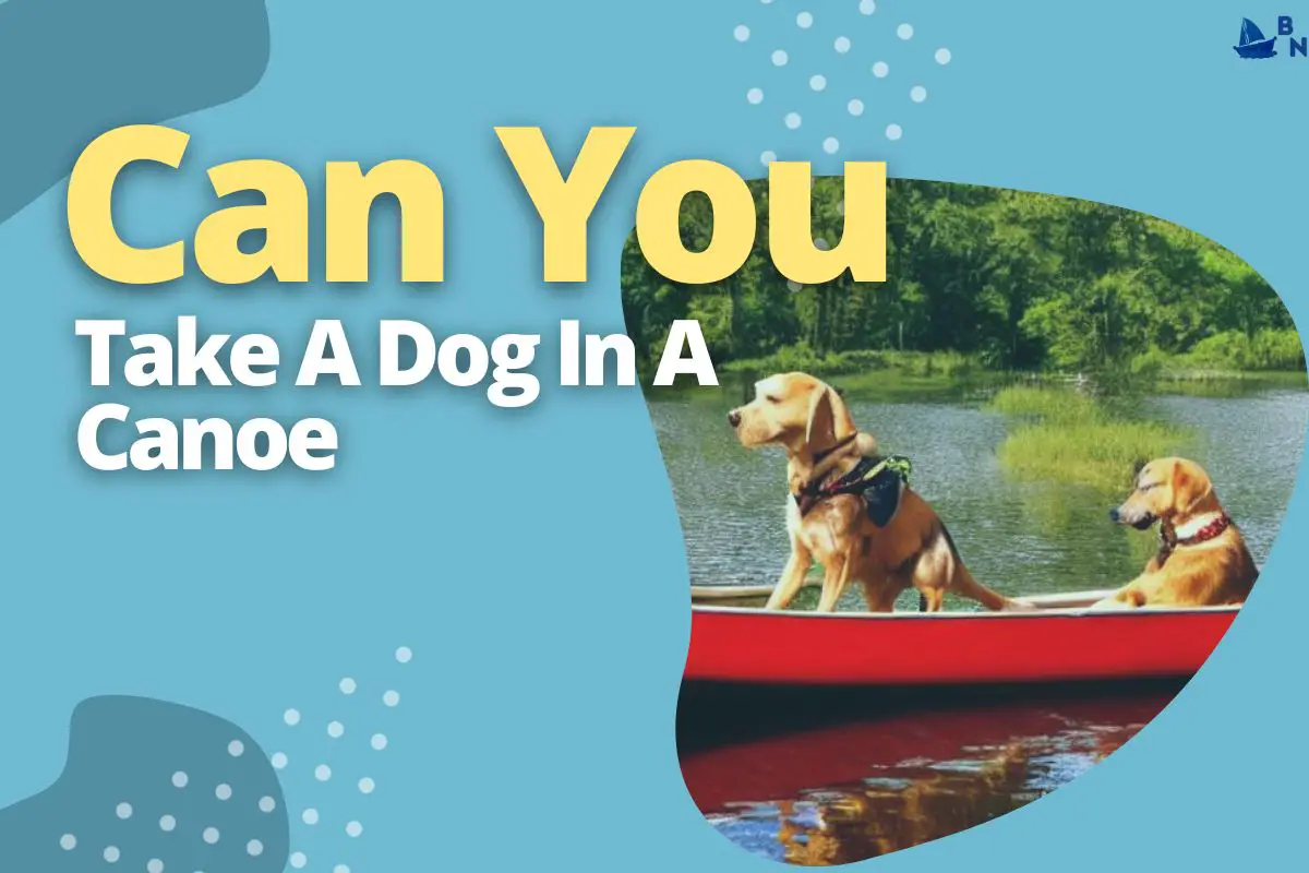 Can You Take A Dog In A Canoe