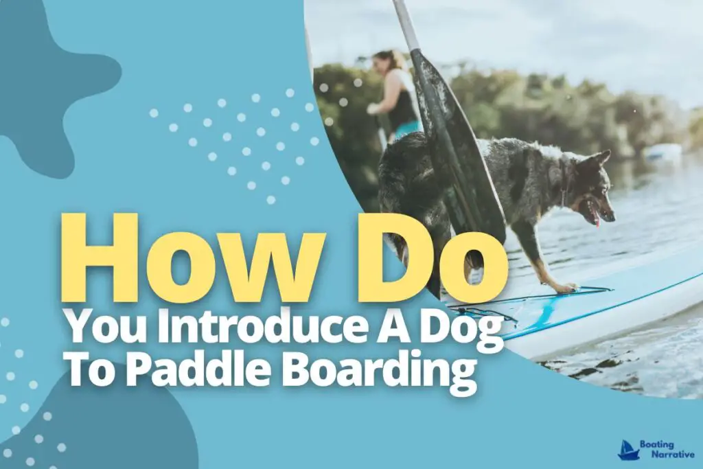 How Do You Introduce A Dog To Paddle Boarding