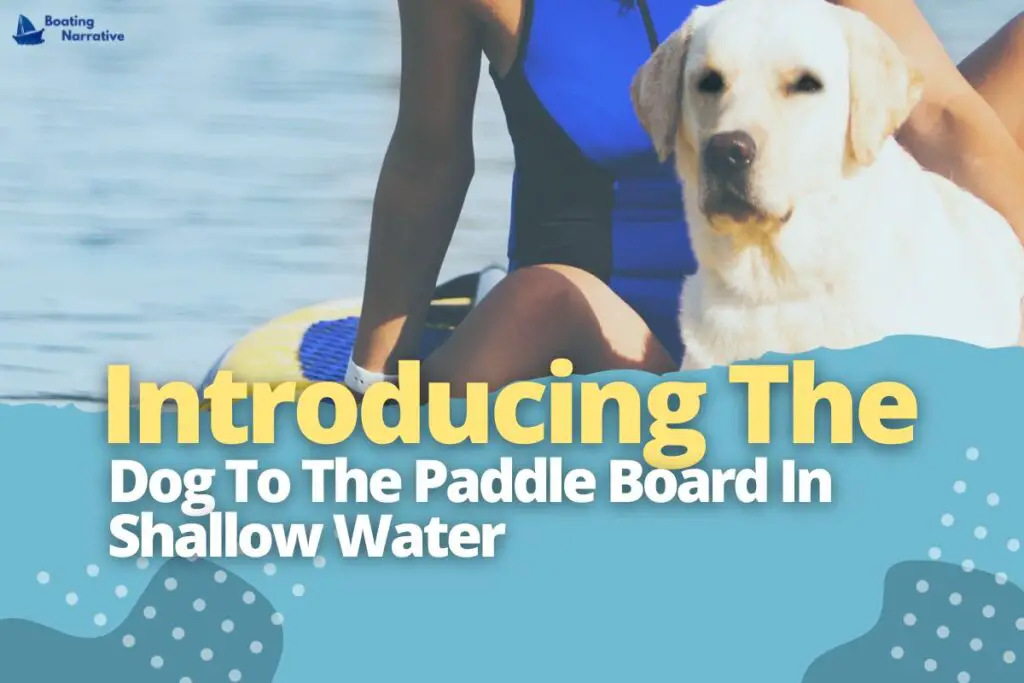 Introducing The Dog To The Paddle Board In Shallow Water