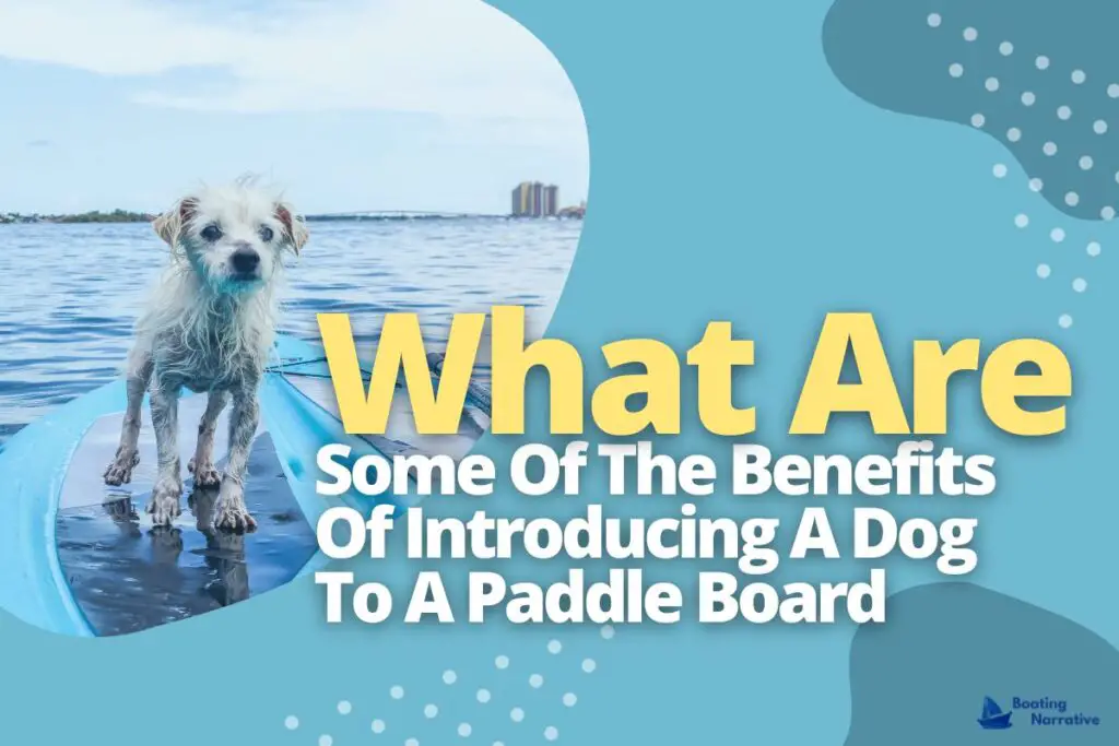 What Are Some Of The Benefits Of Introducing A Dog To A Paddle Board