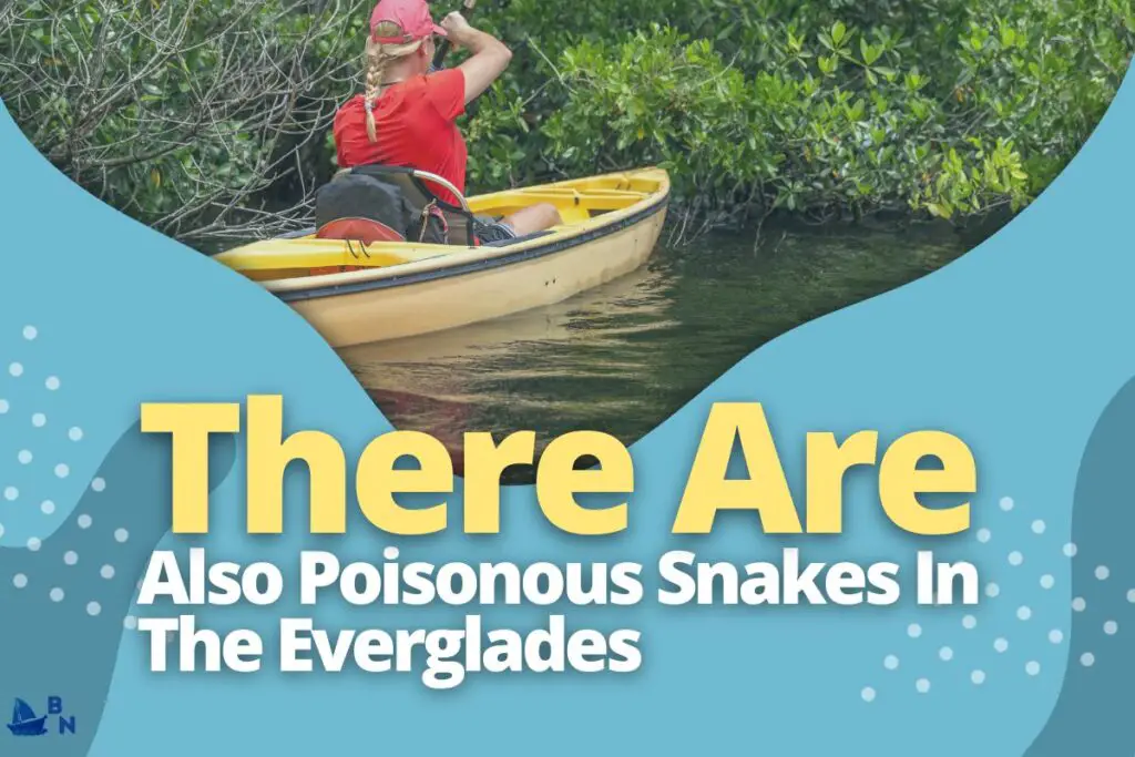 There Are Also Poisonous Snakes In The Everglades