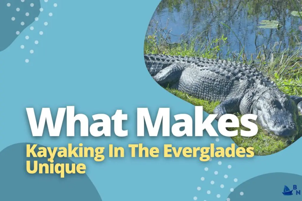 What Makes Kayaking In The Everglades Unique