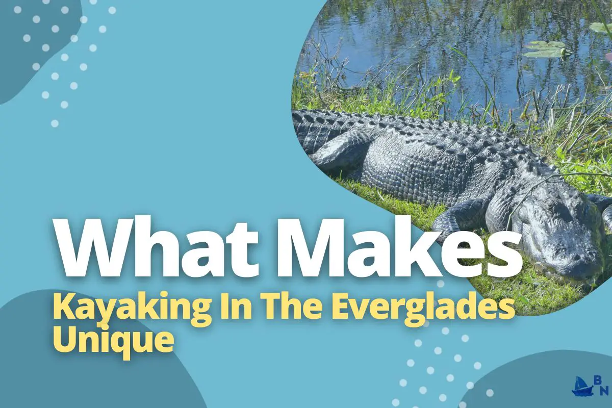 Is Kayaking In The Everglades Safe (Is It Really Worth It)